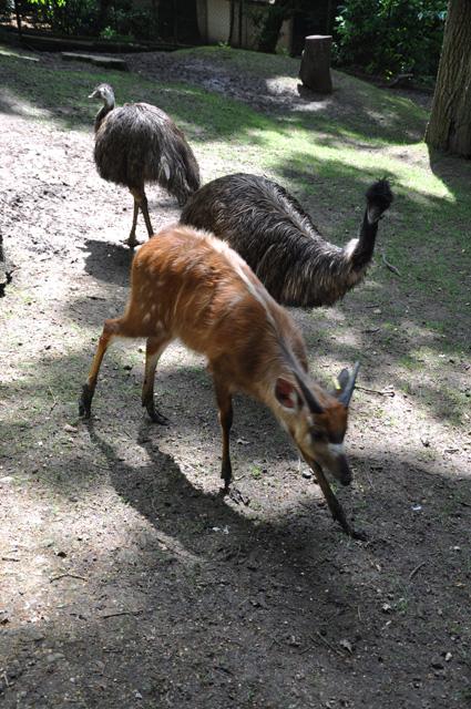 min 2013 07 06 beauval 086